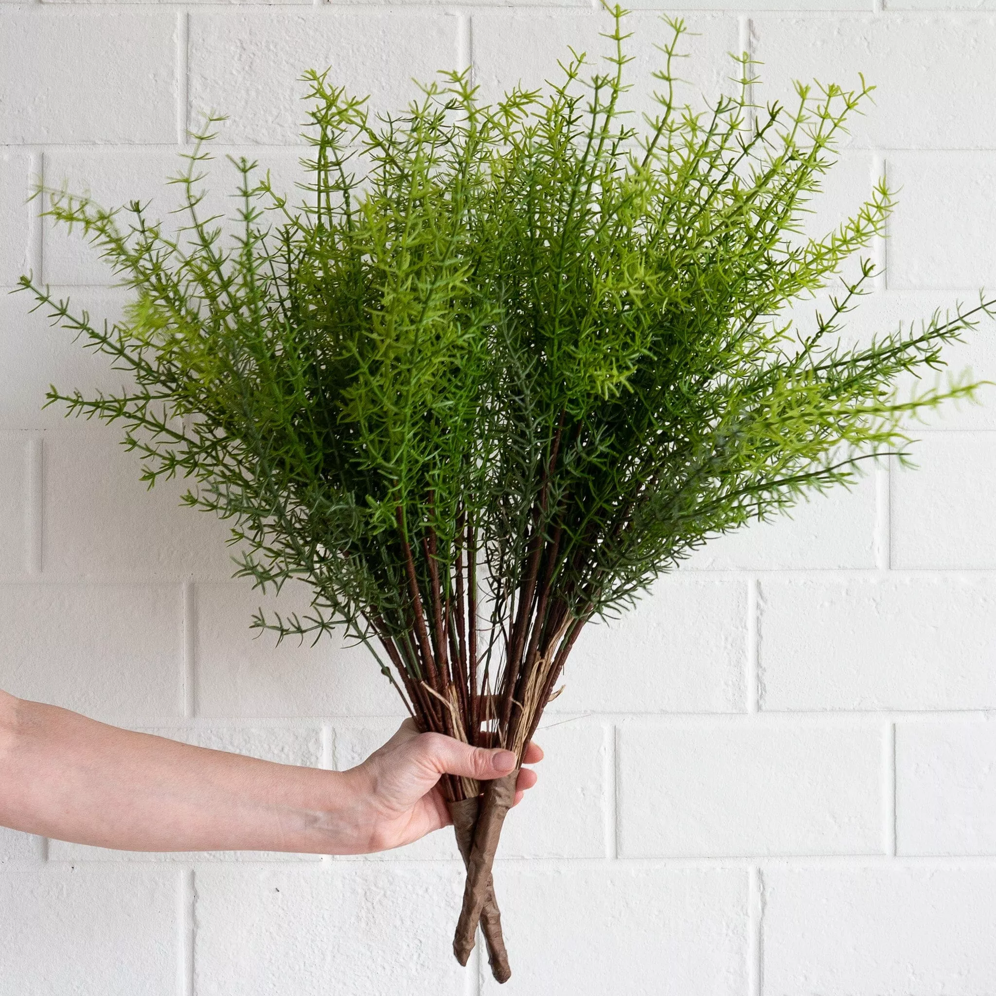 Asparagus Fern Bush