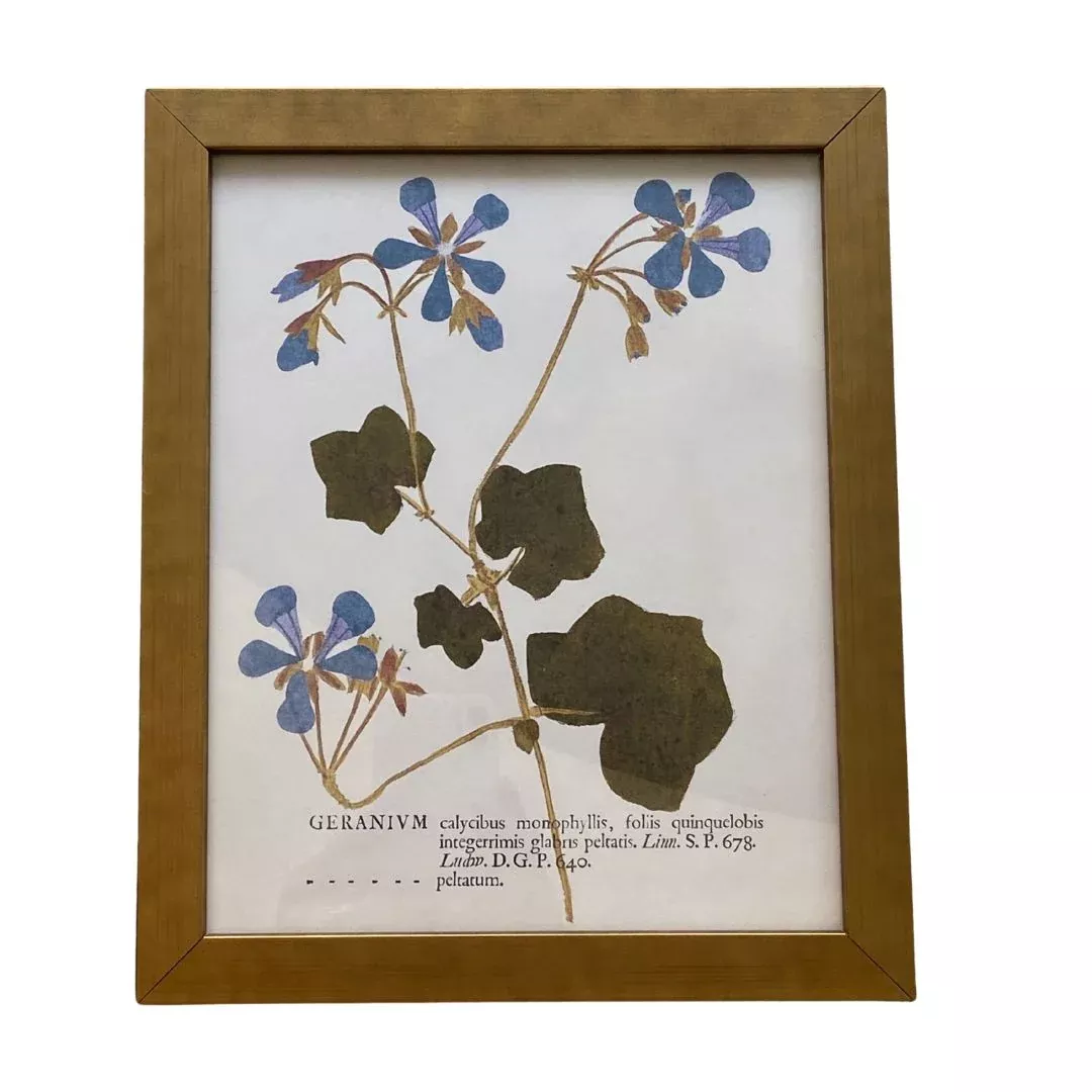 Blue Geraniums On Distressed Background Vintage Print