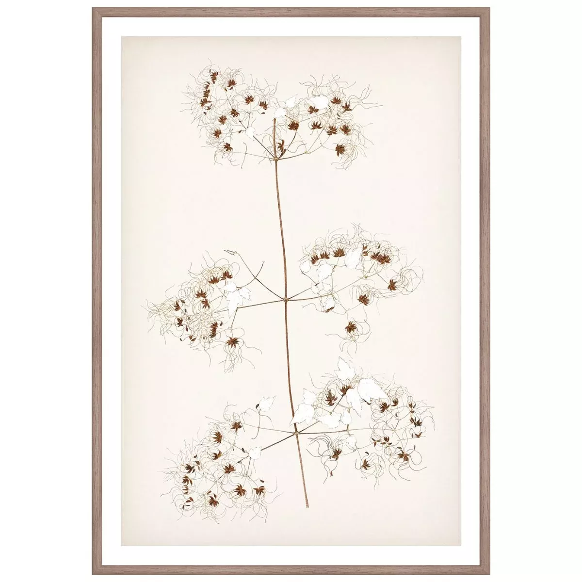Botanical In Umber I