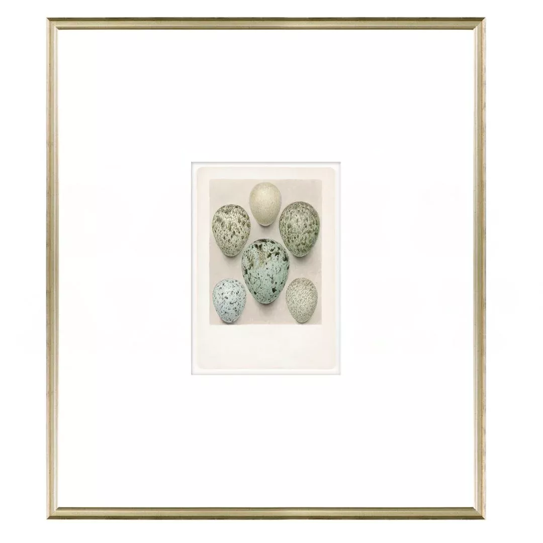 British Bird Eggs I C. 1924