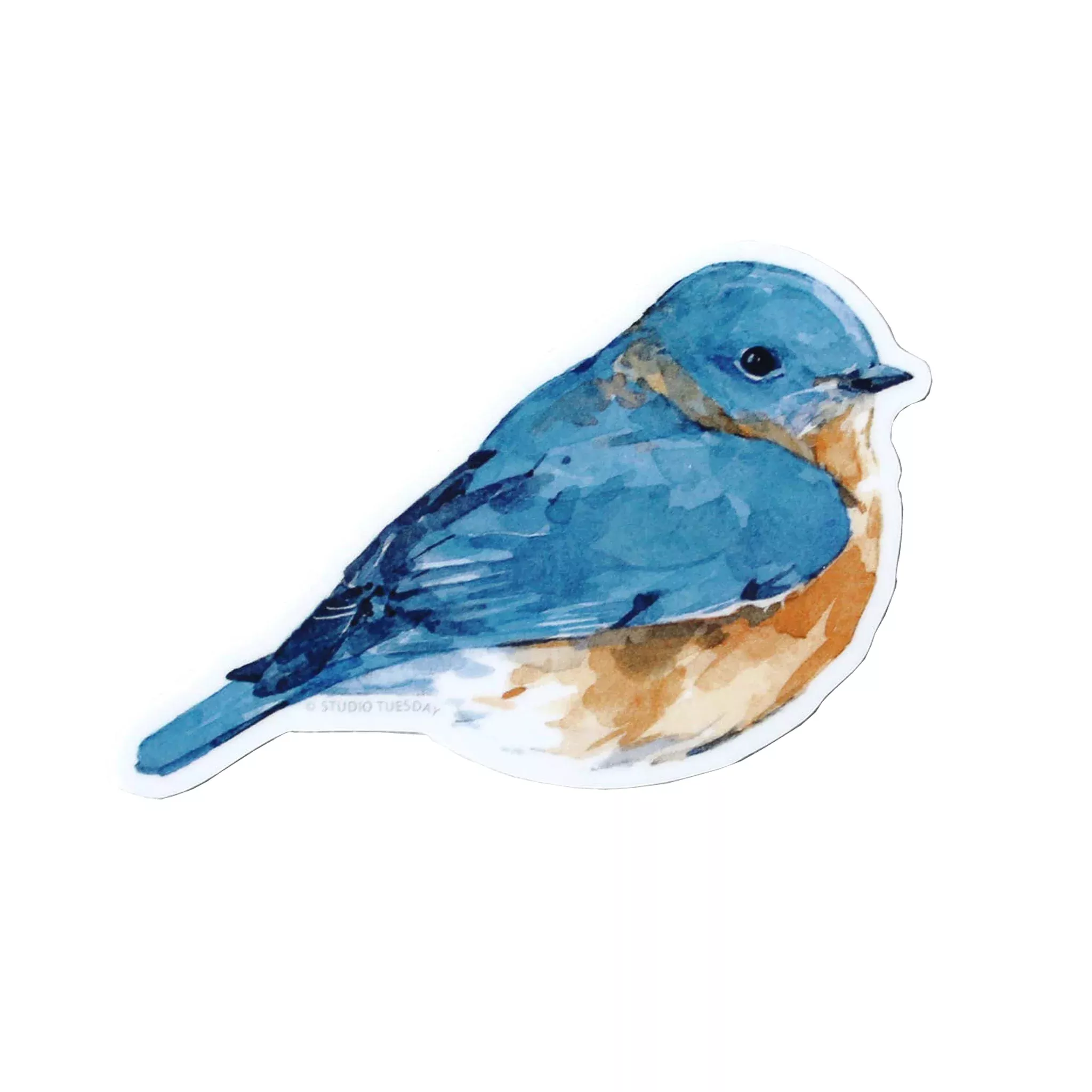 Eastern Bluebird Watercolor Vinyl Sticker