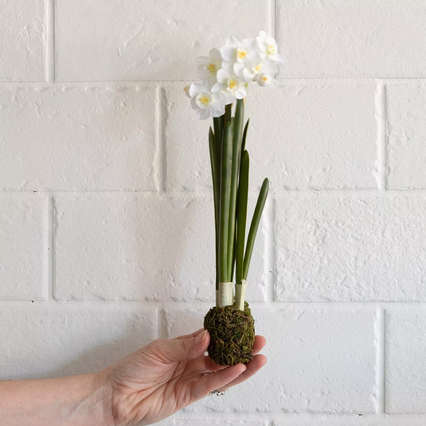 Narcissus Plant Drop In