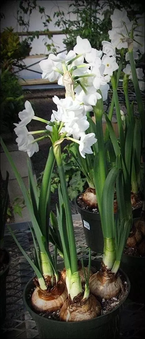 Paperwhite Narcissus Bulb - Premium Quality Flowering Bulb For Stunning Gardens