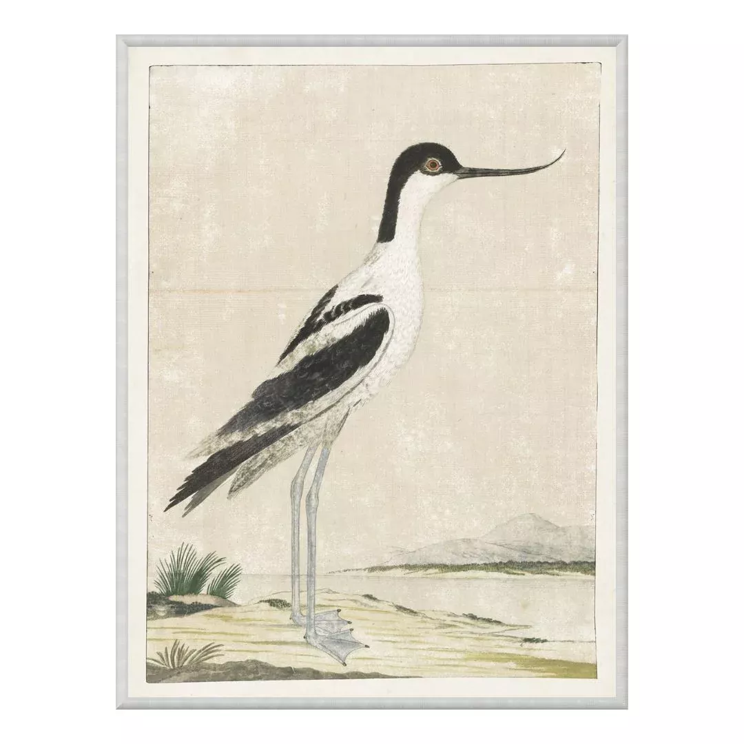 Pied Avocet 1778