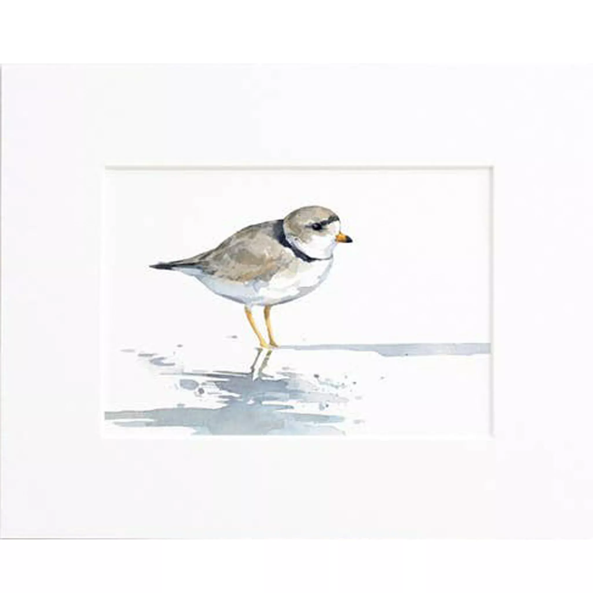 Piping Plover Watercolor Art Print - Matted