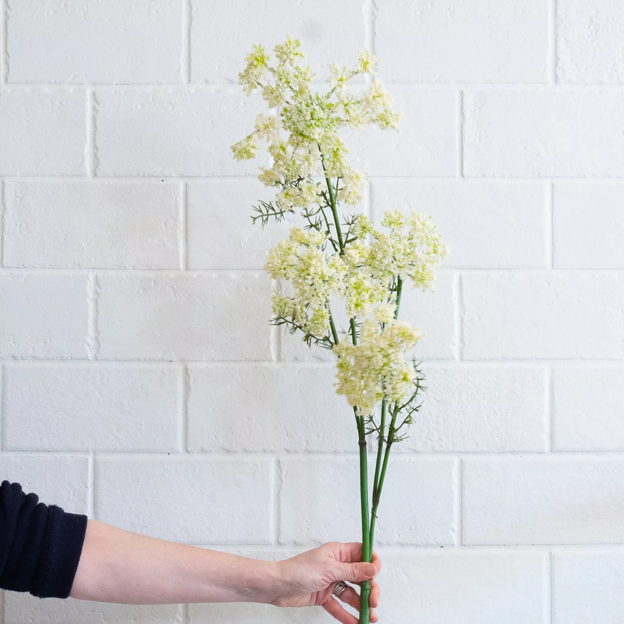 Queen Anne's Lace Spray