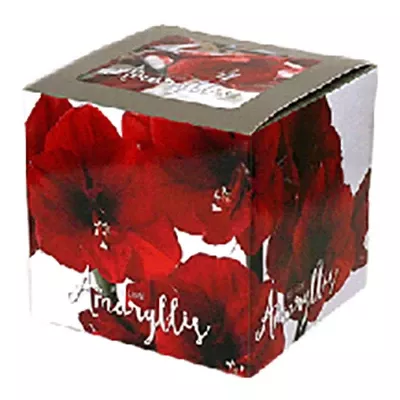 Red Lion Bulb Holiday Flower Bulb Kit - 12 Piece Assortment