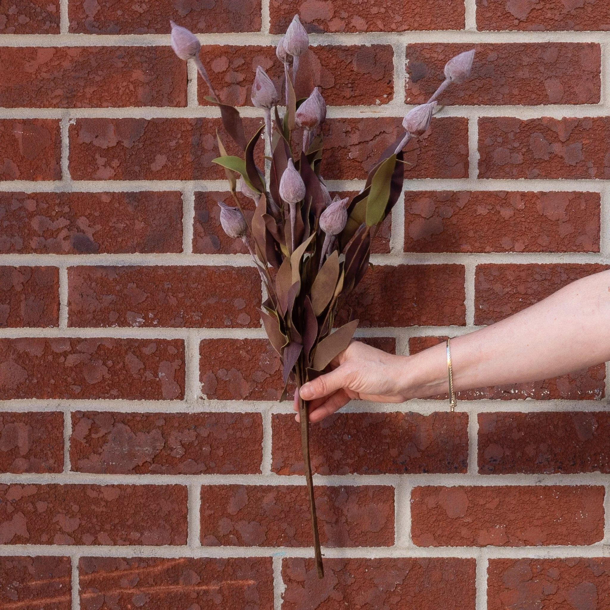 Sleepy Silene Bush 24"