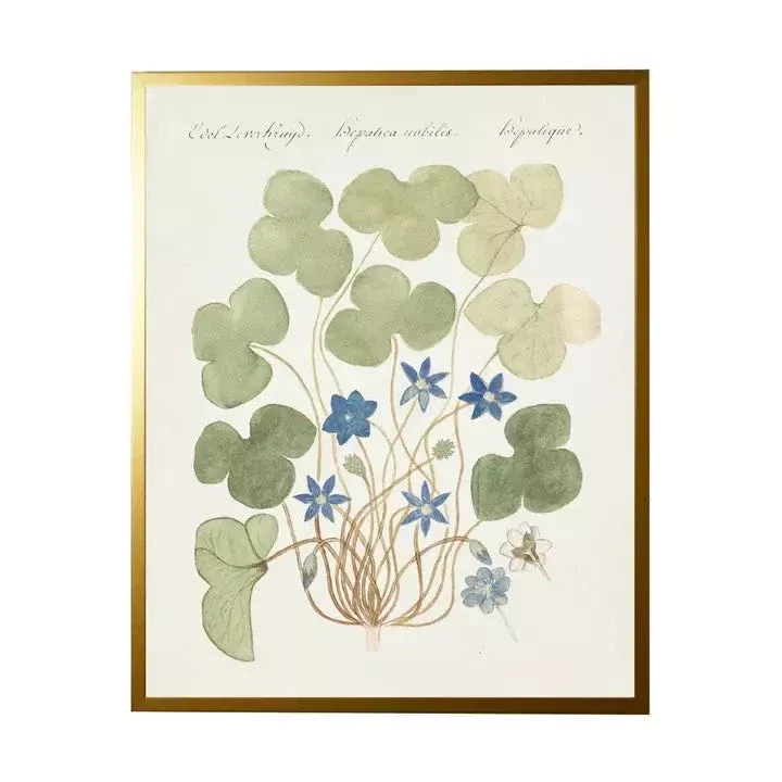 Vintage Bookplate With Blue Anemone Frame